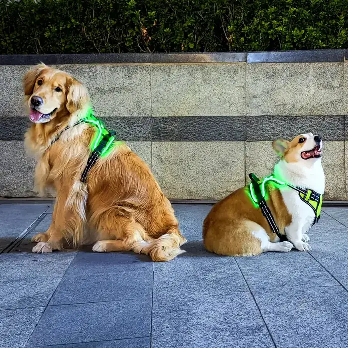 RadPaws LED Dog Harness lit up on a dog