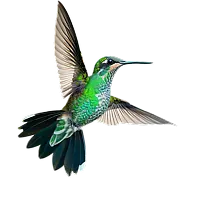 Floating bird
